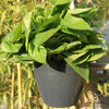 Self-Watering Planter Grow Plants Lazy Flower Pots Wall-hanging Round Resin Plastic Flower Pots, Size: 13x8.5x13cm, Size: 13x8.5x13cm