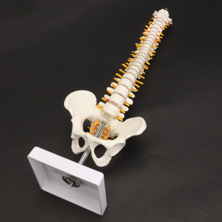 45CM Human Spine with Pelvic Model Human Anatomical Anatomy Spine Medical Model spinal column model+Stand Fexible, Human Spine Model