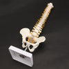 45CM Human Spine with Pelvic Model Human Anatomical Anatomy Spine Medical Model spinal column model+Stand Fexible, Human Spine Model
