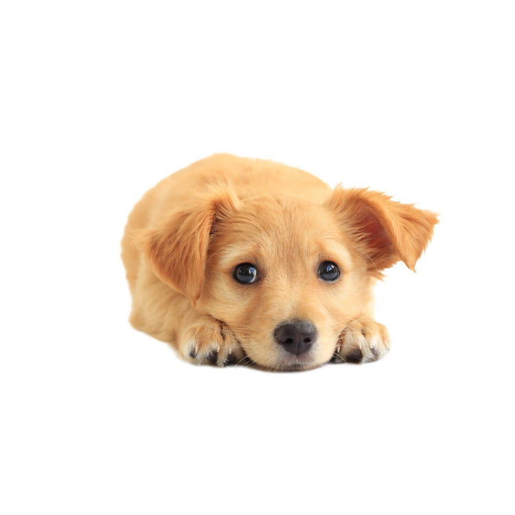 3D Simulation Dog Car Stickers Rain-Proof Sunscreen Car Sticker