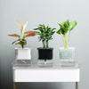 Hydroponic Transparent Visible Plastic Flower Pot, 10x10x11.3cm